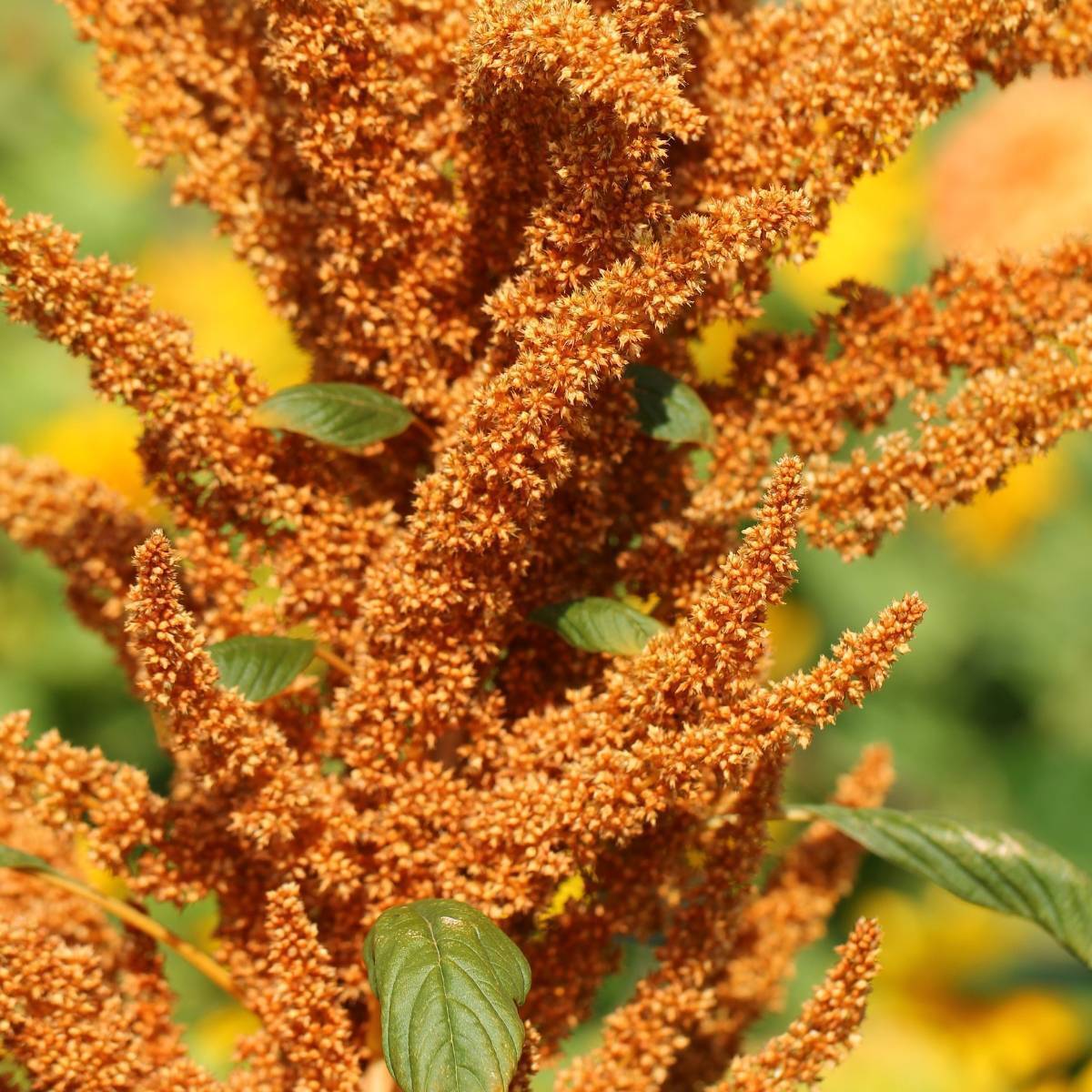 Grain Amaranth